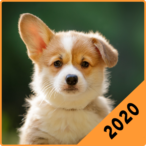 Corgi Puppies विंडोज़ पर डाउनलोड करें