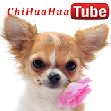I Love Chihuahua icon
