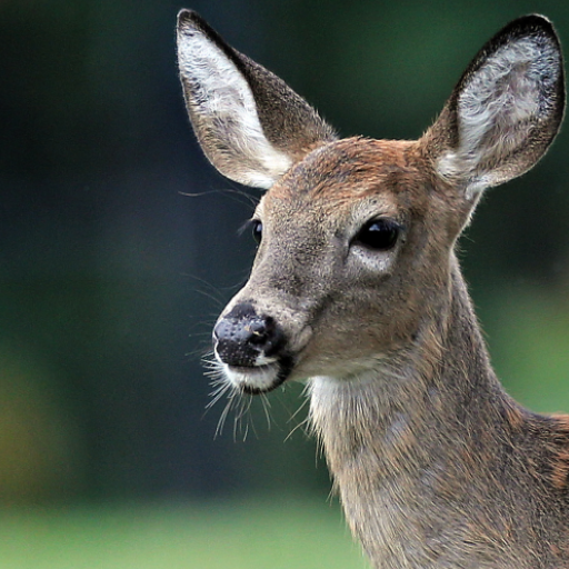 Deer call sounds 1.1.7 Icon