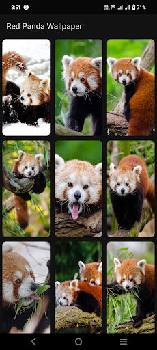 Red Panda Wallpaper Screen 3
