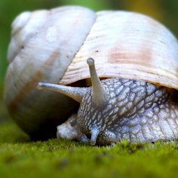 Icon image Snail Wallpapers