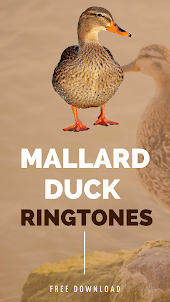 Mallard duck ringtones