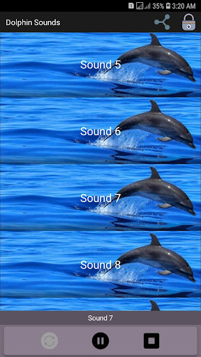Dolphin Sounds