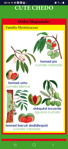 Android application Taxonomía de Plantas Matsés screenshort