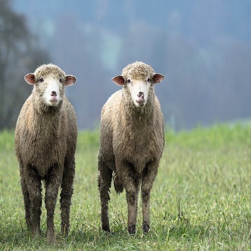 Sheep Sound logo