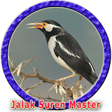 Masteran Jalak Suren Ngerol icon