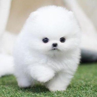 Pomeranian Cute Dog Wallpaper apk