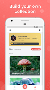 Picture Mushroom – Mushroom ID 5