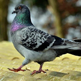 Pigeons Jigsaw Puzzles icon