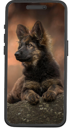 Android application German Shepherd Wallpapers screenshort