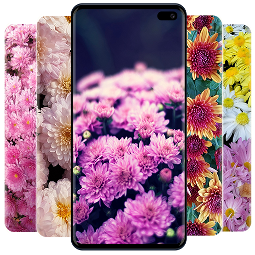 Chrysanthemums Wallpapers