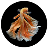 Beautiful Betta Fish icon