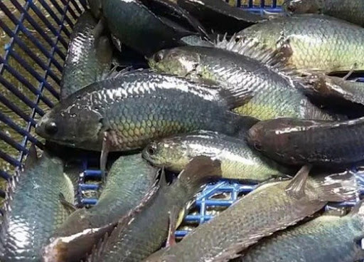 The Secret Of The Accurate Fis