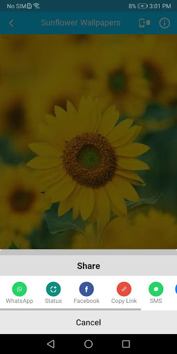 Sunflower Wallpaper HD Screen 3