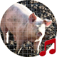 Pig (animal) sounds ~ Sboard.pro Download on Windows