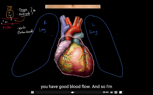 Cardiovascular system anatomy