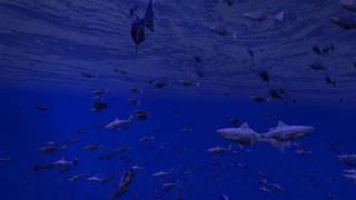 Be a Fish - VR Simulator - Screenshot 1