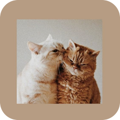 Cat aesthetic Wallpaper - Apps on Google Play