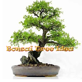 Bonsai Tree Idea icon