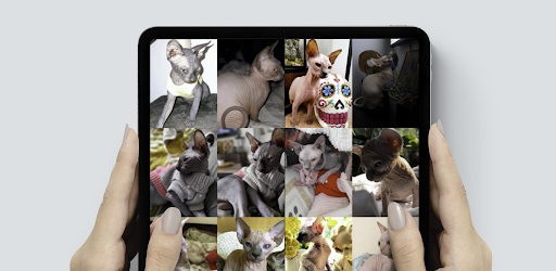 Chatterie celeste des sphynx Screen 3