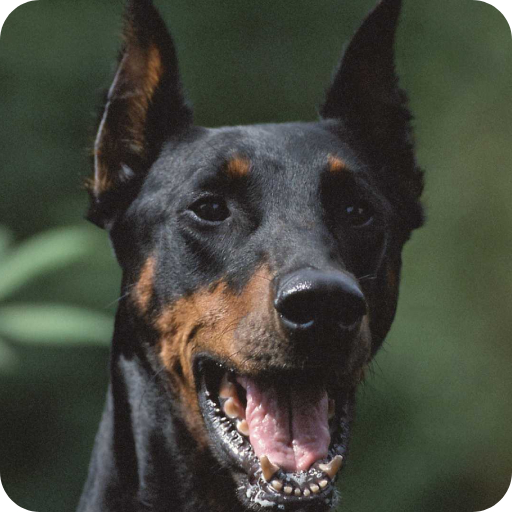 Doberman Wallpaper logo