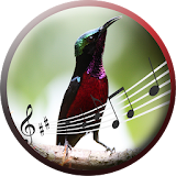 Purple Throated Sunbird icon