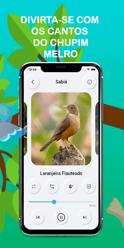 Brazilian Sabiá bird Songs Screen 2