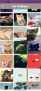 Cat Cute Wallpaper HD