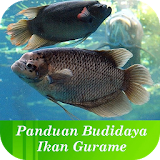 Tips Budidaya Ikan Gurame icon