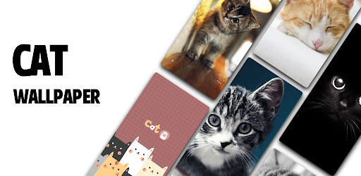 Android application Cat HD Wallpaper screenshort