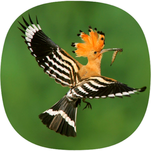 Hoopoe Birds Sounds logo