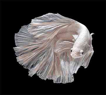 Betta Fish Phone Wallpaper Screen 3