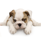 Guess The Puppy Breed Trivia icon