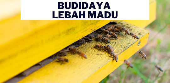 Budidaya Lebah Madu