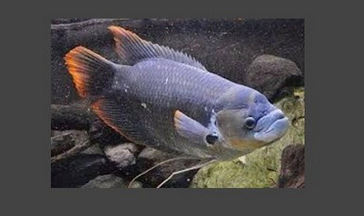 Tutorial on fish farming