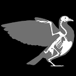Cover Image of ดาวน์โหลด 3D Bird Anatomy  APK