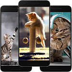 Cover Image of Download Cute Cat Wallpaper Offline  APK