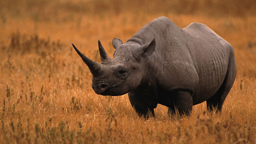 Android application Rhinos Wallpaper screenshort
