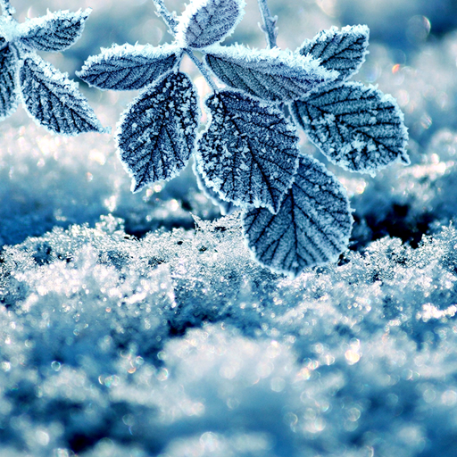 Winter Live Wallpaper  Icon