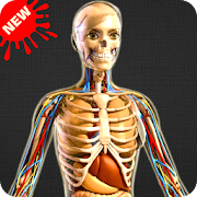Human Anatomy Bones and Internal Organs Anatomical