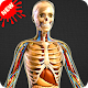 Human Anatomy Bones and Internal Organs Anatomical Descarga en Windows