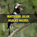 Cover Image of ダウンロード Masteran Jalak Ngalas Ngerol 1.7 APK