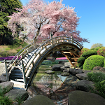 Cover Image of Tải xuống Sakura Garden Hình nền sống  APK
