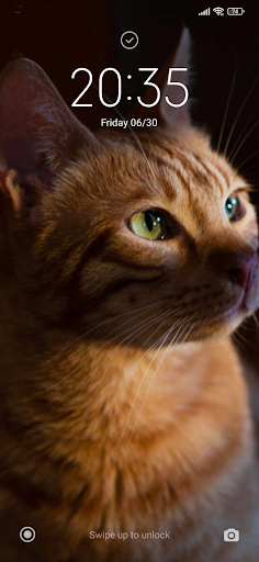 Cat Wallpaper Screen 2