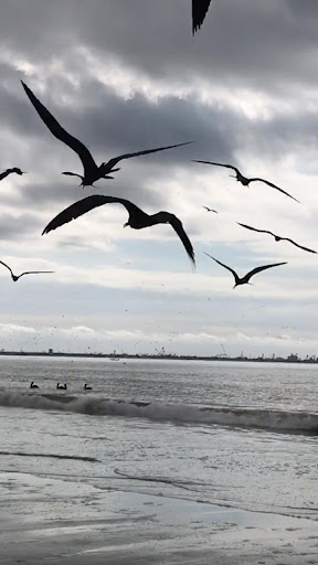 Android application birds video wallpaper screenshort