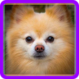 Знаешь ли ты Ророды собак? icon