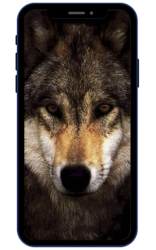 Wolf Wallpapers Screen 2