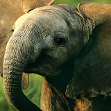 baby elephant wallpaper icon