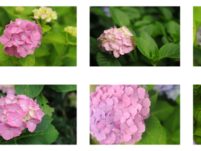 √99以上 紫陽花 壁紙 170099-紫陽花 壁紙 高画質