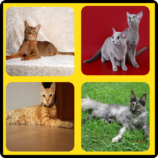 Razas de Gatos Quiz 2021